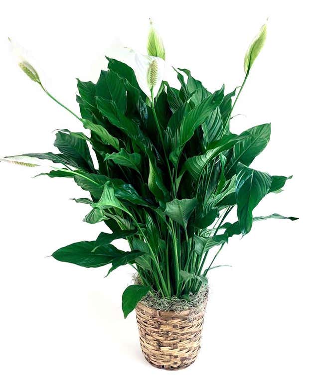 Green plant delivered in white basket