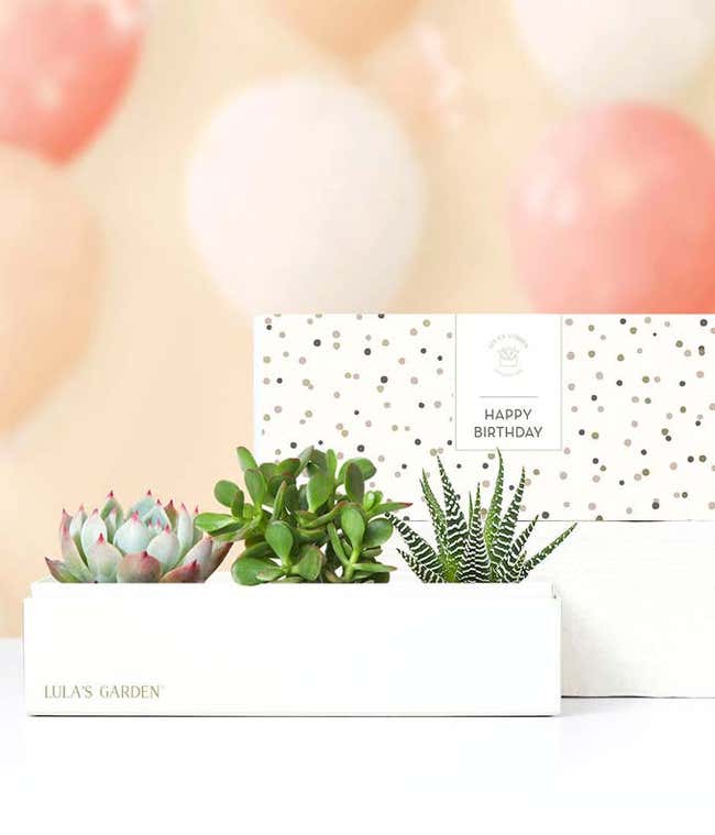 Lula's Garden &reg; Birthday Jewel Succulent Box 