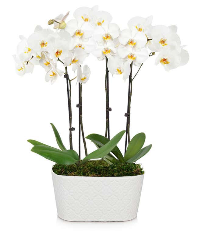 Four White Orchid Stems 
